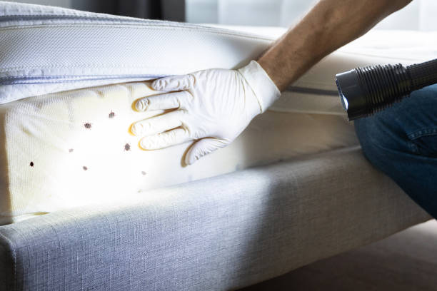 Reliable Williamsburg, PA Pest Control Solutions